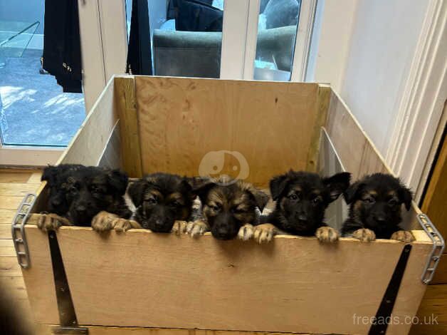 Beautiful German shepherd puppies for sale in Brighton, East Sussex - Image 1