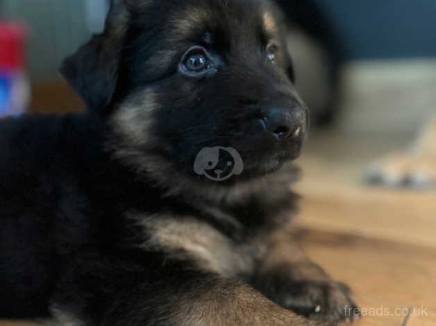 German Shepherd Puppies for sale in East Sussex