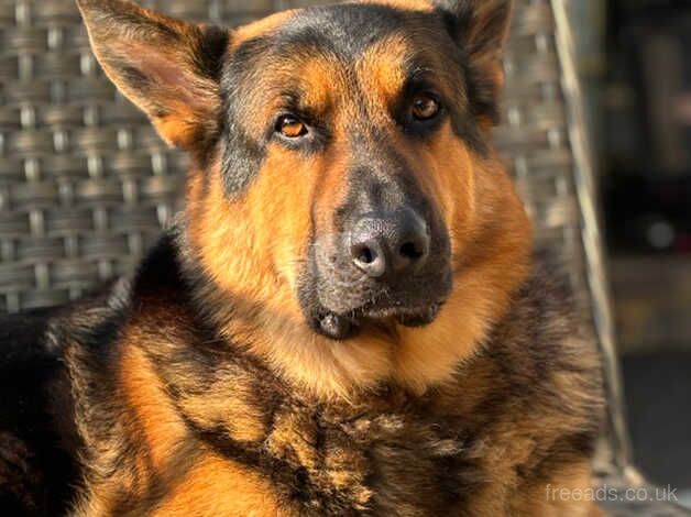 Beautiful German shepherd puppies for sale in Brighton, East Sussex - Image 5