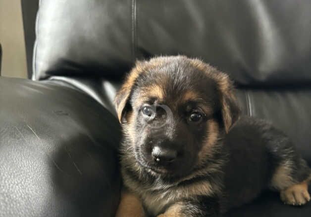 German Shepherd Puppies for sale