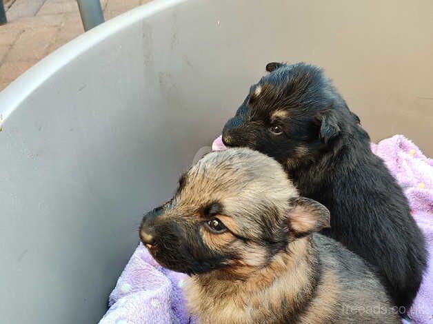 Beautiful German shepherd puppies for sale in Gretna, Dumfries and Galloway