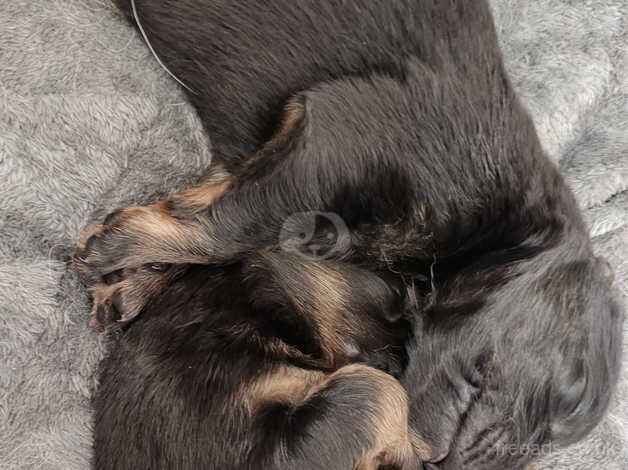 Beautiful German shepherd puppies for sale in Gretna, Dumfries and Galloway - Image 2