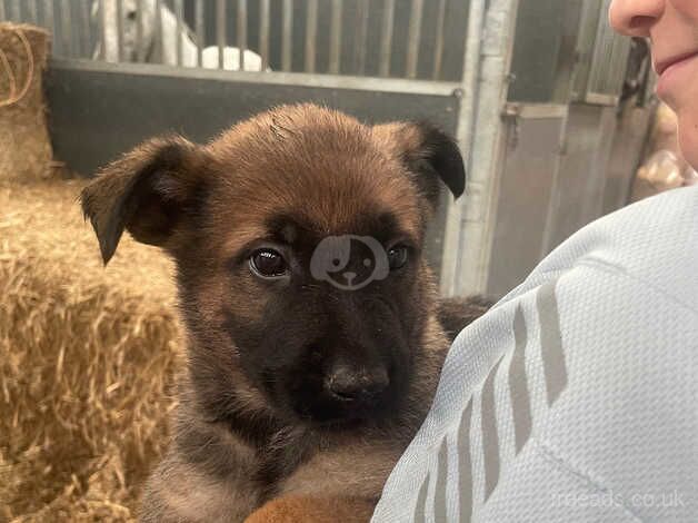 Beautiful German Shepherd puppies for sale in Kidderminster, Worcestershire - Image 1