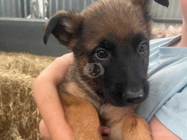 Beautiful German Shepherd puppies for sale in Kidderminster, Worcestershire - Image 2