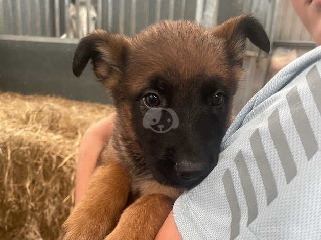 Beautiful German Shepherd puppies for sale in Kidderminster, Worcestershire - Image 3