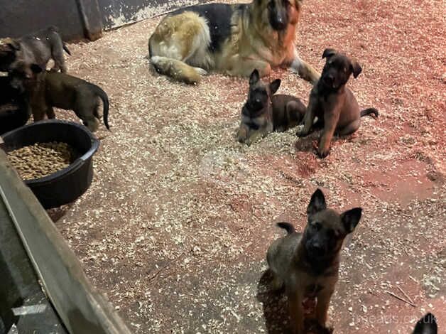 Beautiful German Shepherd puppies for sale in Kidderminster, Worcestershire - Image 4