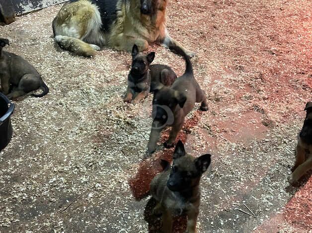 Beautiful German Shepherd puppies for sale in Kidderminster, Worcestershire - Image 5