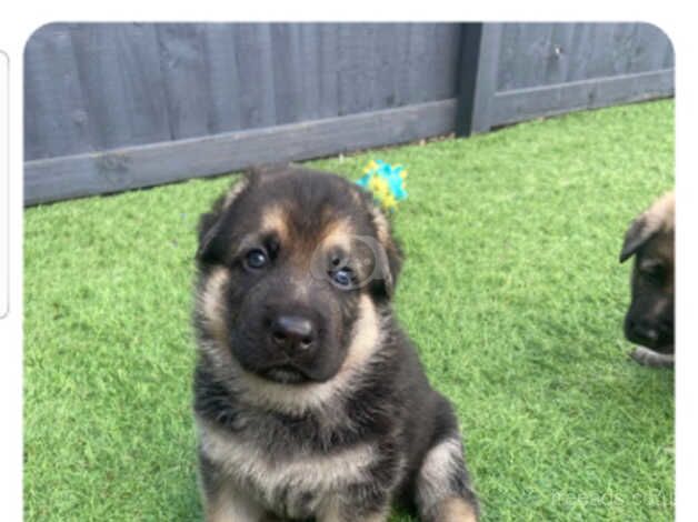 BEAUTIFUL GERMAN SHEPHERD PUPPIES for sale in Leven, Fife