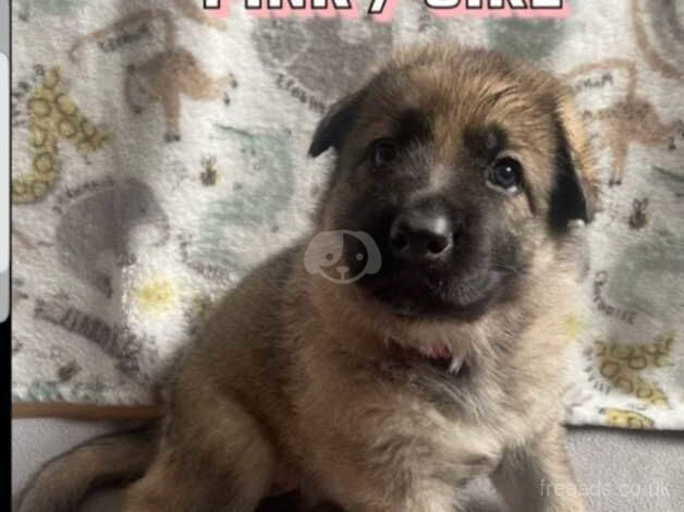 BEAUTIFUL GERMAN SHEPHERD PUPPIES for sale in Leven, Fife - Image 2