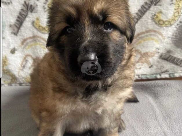 BEAUTIFUL GERMAN SHEPHERD PUPPIES for sale in Leven, Fife - Image 3