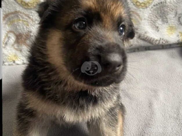 BEAUTIFUL GERMAN SHEPHERD PUPPIES for sale in Leven, Fife - Image 4