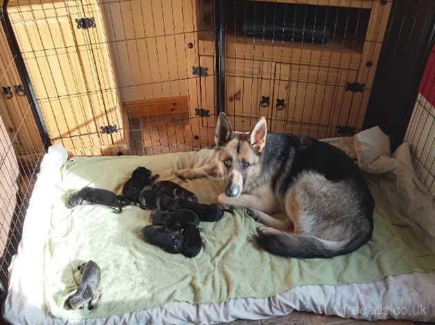 Beautiful German Shepherd Puppies for sale in Omagh, Omagh