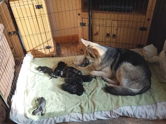 German Shepherds for sale in Omagh, Omagh