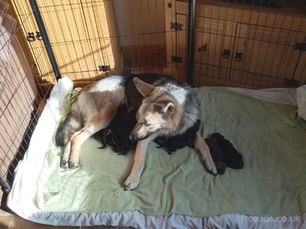 German Shepherd Puppies for sale in Omagh