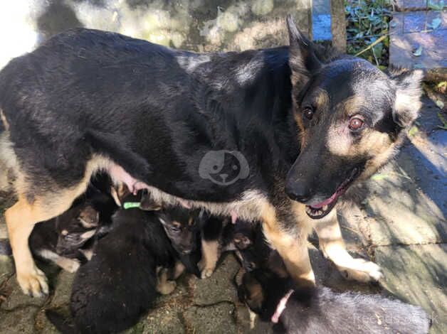 Beautiful German shepherd puppies for sale in Tredegar, Blaenau Gwent - Image 1