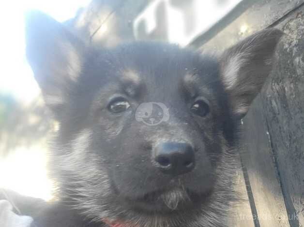 German Shepherds for sale in Tredegar, Blaenau Gwent