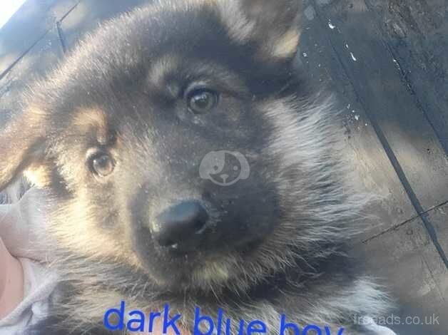 German Shepherd Puppies for sale in Blaenau Gwent