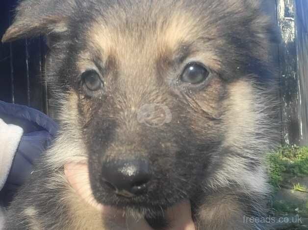 Beautiful German shepherd puppies for sale in Tredegar, Blaenau Gwent - Image 4