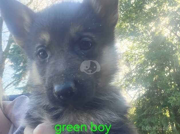 Beautiful German shepherd puppies for sale in Tredegar, Blaenau Gwent - Image 5