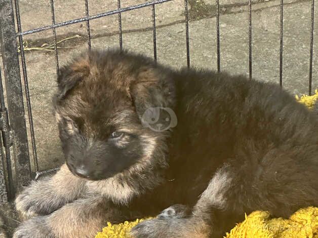 Beautiful German Shepherd Puppies for sale in Yarmouth, Isle of Wight