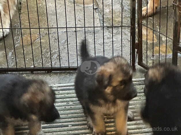 German Shepherd Puppies for sale in Isle of Wight