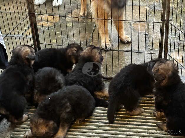 German Shepherd Puppies for sale