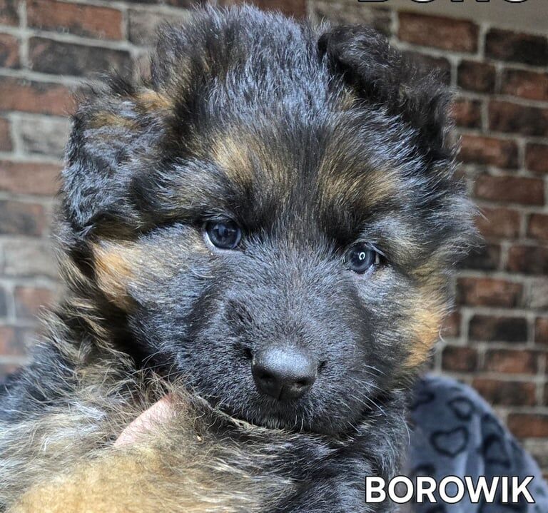 BEAUTIFUL GERMAN SHEPHERD PUPPIES KC REGISTRATION for sale in Dorking, Surrey