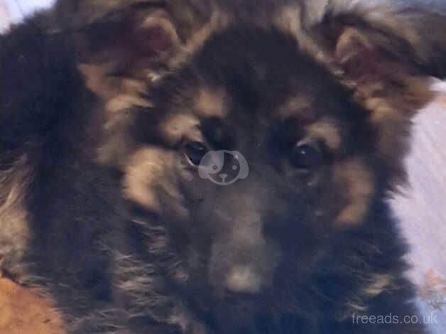 Beautiful German Shepherd puppies. ready now for sale in Glasgow, Glasgow City