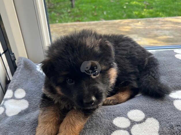 German Shepherd Puppies for sale