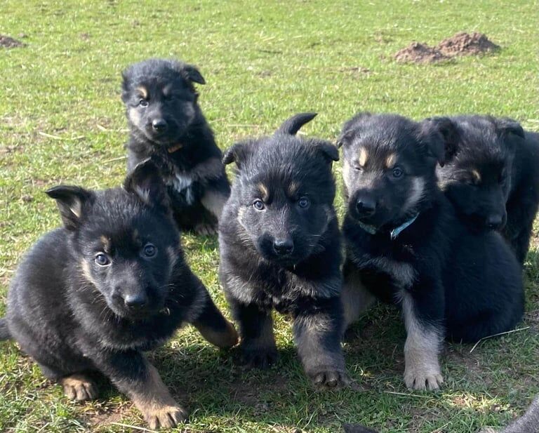 Beautiful German shepherd pups for sale in Kidderminster, Worcestershire - Image 1