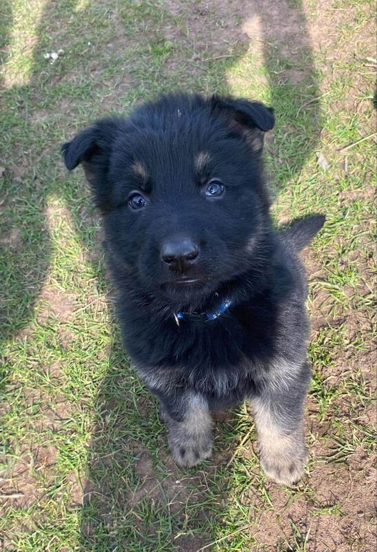 Beautiful German shepherd pups for sale in Kidderminster, Worcestershire - Image 2