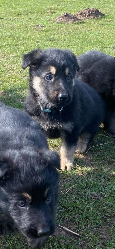 Beautiful German shepherd pups for sale in Kidderminster, Worcestershire - Image 3