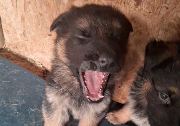 Beautiful German working line German Shepherds for sale in Farnham, Surrey