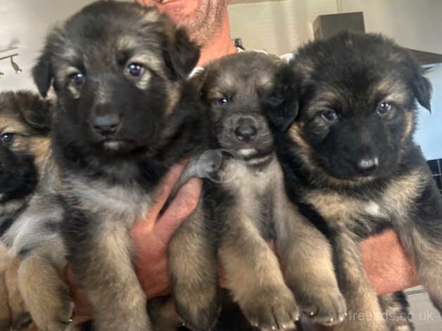 Beautiful GSD pups for sale in Maesteg, Bridgend