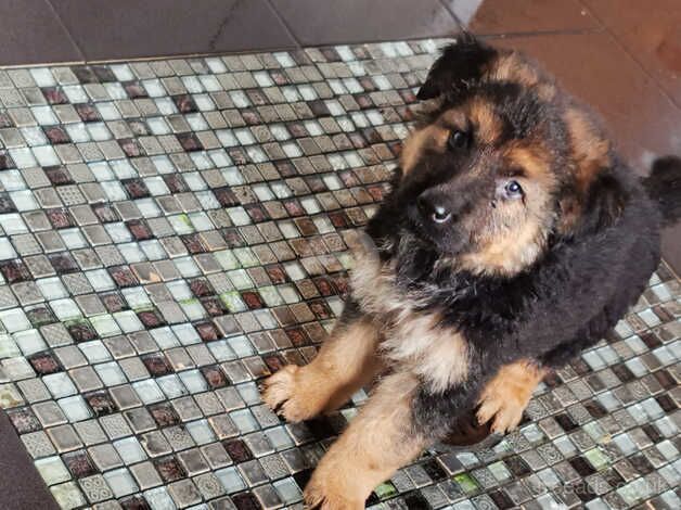 Beautiful healthy german shepherd pups for sale in Wigan, Greater Manchester