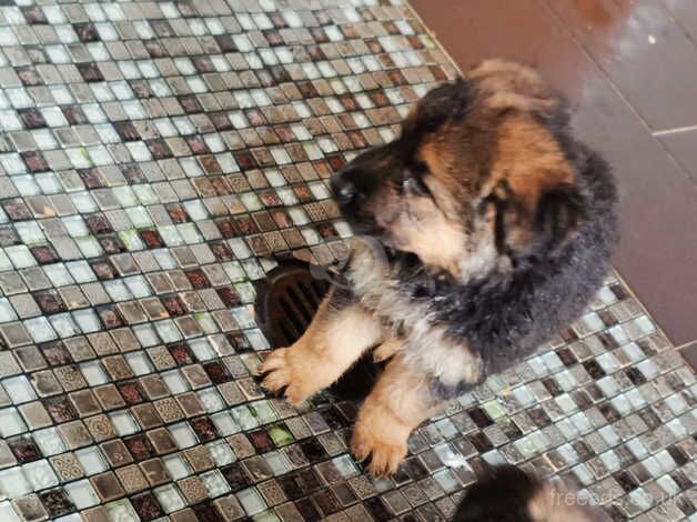 German Shepherd Puppies for sale in Greater Manchester