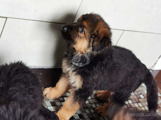 German Shepherd Puppies for sale