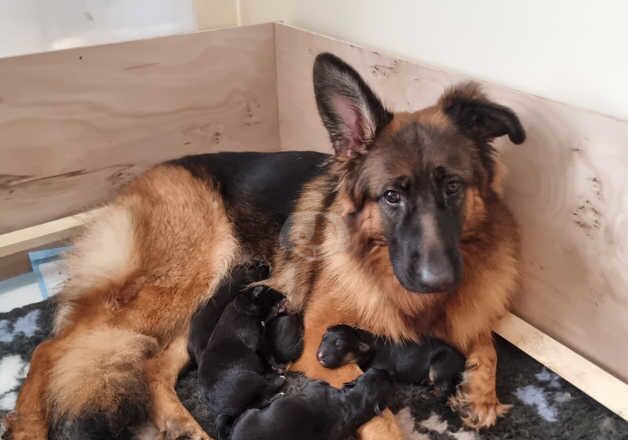 Beautiful KC German Shepherd Puppies looking for their forever home. for sale in Farnham, Surrey