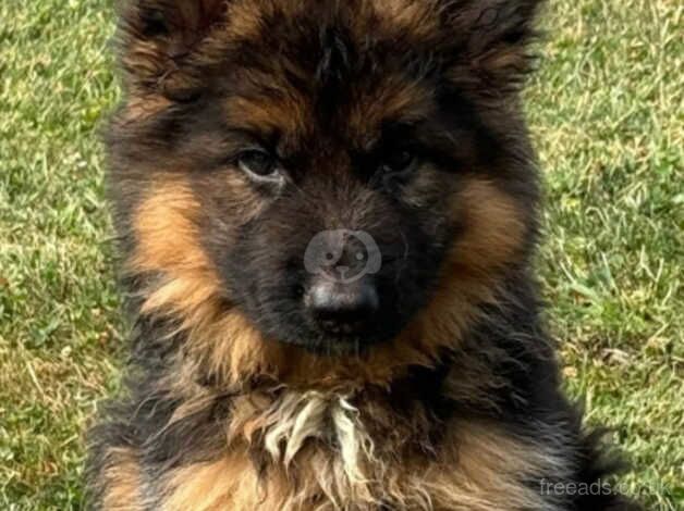 beautiful KC LONG HAIR GSD PUPS for sale in Birmingham, West Midlands