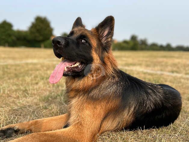 Beautiful long hair German Shepherd for sale in Ardleigh Green, Havering, Greater London