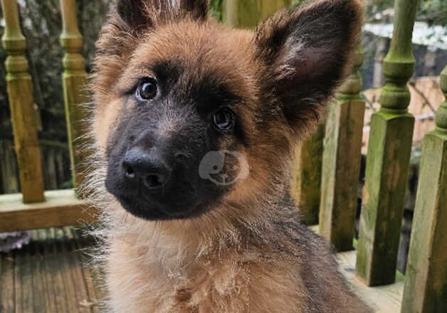 Beautiful Long haired female pup for sale in Liskeard, Cornwall