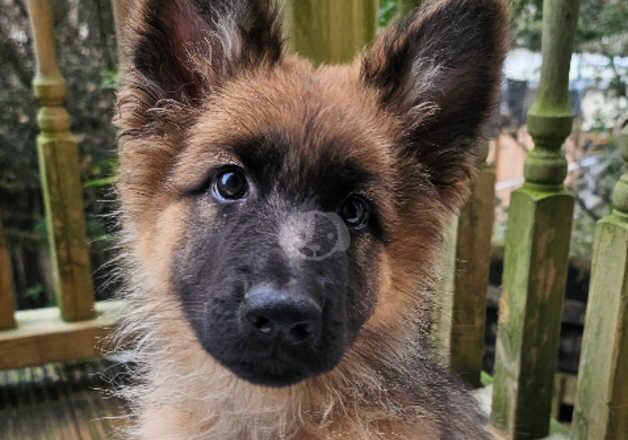 German Shepherds for sale in Liskeard, Cornwall