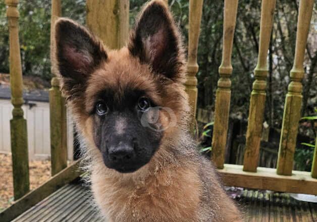 KC Registered German Shepherd Puppies for sale in Cornwall