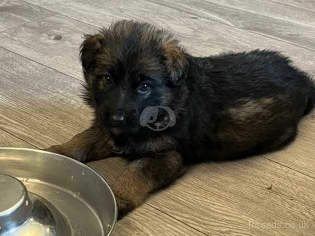 German Shepherd Puppies for sale in Tyne and Wear