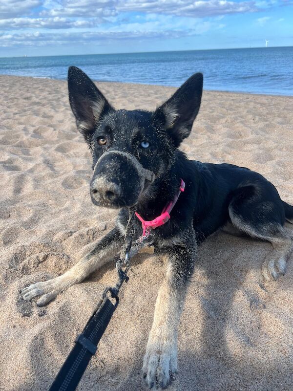 Beautiful shepsky Bitch requires new family for sale in Dronfield, Derbyshire - Image 3