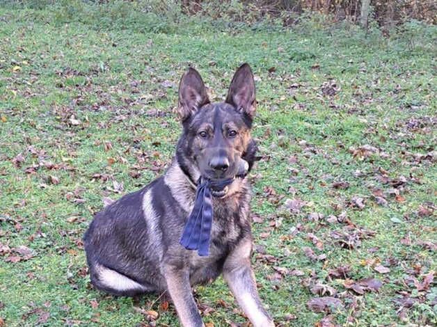 Beautiful Working Line Czech Shepherd Male for sale in Yelverton, Devon