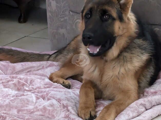 Beautiful young german shepherd for sale in Stoke-on-Trent, Staffordshire - Image 1