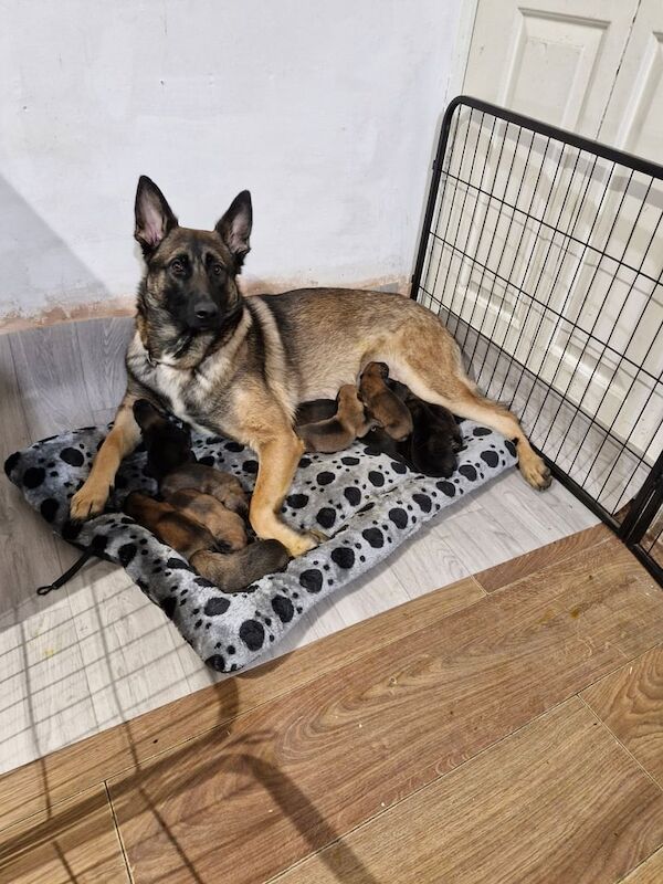 Belgian malinois x german shepherd puppies for sale in Mexborough, South Yorkshire