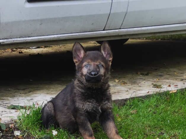 Full Bloodlines German Shepherd Puppies For Sale in London - Image 1