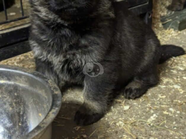 Full Bloodlines German Shepherd Puppies For Sale in London - Image 2